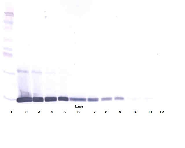Leptin Antibody - Western Blot (reducing) of Leptin antibody. This image was taken for the unconjugated form of this product. Other forms have not been tested.