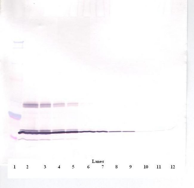 Leptin Antibody - Western Blot (non-reducing) of Leptin antibody. This image was taken for the unconjugated form of this product. Other forms have not been tested.