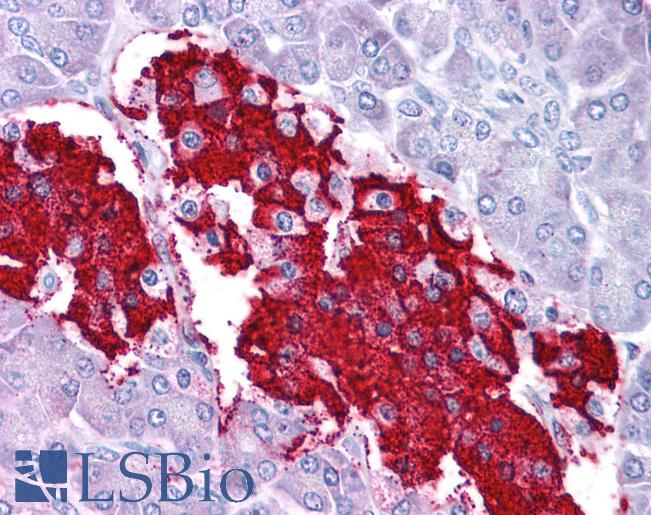 Leptin Antibody - Anti-LEP / Leptin antibody IHC of human pancreas. Immunohistochemistry of formalin-fixed, paraffin-embedded tissue after heat-induced antigen retrieval. Antibody concentration 5 ug/ml.  This image was taken for the unconjugated form of this product. Other forms have not been tested.
