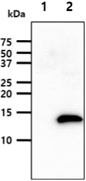 Leptin Antibody - The cell lysates (40ug) were resolved by SDS-PAGE, transferred to PVDF membrane and probed with anti-human Leptin antibody (1:1000). Proteins were visualized using a goat anti-mouse secondary antibody conjugated to HRP and an ECL detection system. Lane 1.: 293T cell lysate Lane 2.: Leptin transfected 293T cell lysate