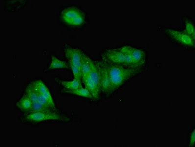 Leptin Antibody - Immunofluorescent analysis of Hela cells using LEP Antibody at dilution of 1:100 and Alexa Fluor 488-congugated AffiniPure Goat Anti-Rabbit IgG(H+L)