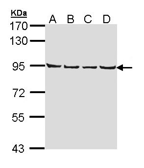 LETM1 Antibody - Sample (30 ug of whole cell lysate). A: A431 , B: H1299, C: Hela, D: Hep G2 . 7.5% SDS PAGE. LETM1 antibody diluted at 1:1000.