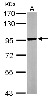 LETM1 Antibody - Sample (50 ug of whole cell lysate). A: Mouse brain. 7.5% SDS PAGE. LETM1 antibody diluted at 1:1000.