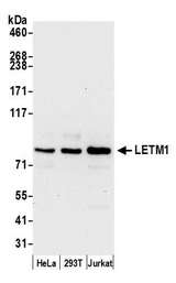 LETM1 Antibody - Detection of human LETM1 by western blot. Samples: Whole cell lysate (15 µg) from HeLa, HEK293T, and Jurkat cells prepared using NETN lysis buffer. Antibody: Affinity purified rabbit anti-LETM1 antibody used for WB at 0.1 µg/ml. Detection: Chemiluminescence with an exposure time of 30 seconds.
