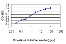 LETM1 Antibody - Detection limit for recombinant GST tagged LETM1 is approximately 0.03 ng/ml as a capture antibody.