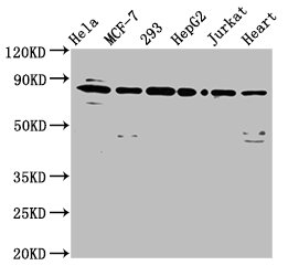 LETM1 Antibody - Positive Western Blot detected in Hela whole cell lysate, MCF-7 whole cell lysate, 293 whole cell lysate, HepG2 whole cell lysate, Jurkat whole cell lysate, Mouse heart tissue. All lanes: LETM1 antibody at 6.5 µg/ml Secondary Goat polyclonal to rabbit IgG at 1/50000 dilution. Predicted band size: 84, 30, 34 KDa. Observed band size: 84 KDa