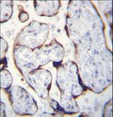 LETM2 Antibody - LETM2 Antibody immunohistochemistry of formalin-fixed and paraffin-embedded human placenta tissue followed by peroxidase-conjugated secondary antibody and DAB staining.