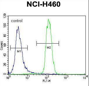 LETM2 Antibody - LETM2 Antibody flow cytometry of NCI-H460 cells (right histogram) compared to a negative control cell (left histogram). FITC-conjugated goat-anti-rabbit secondary antibodies were used for the analysis.