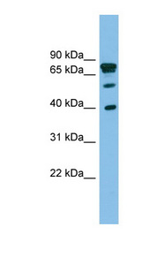 LETMD1 / HCCR1 Antibody - Anti-LETMD1 Antibody western blot of PANC1 cell lysate.  This image was taken for the unconjugated form of this product. Other forms have not been tested.