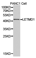 LETMD1 / HCCR1 Antibody - Western blot of extracts of PANC1 cell lines, using LETMD1 antibody.