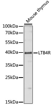Leukotriene B4 Receptor / BLT1 Antibody - Western blot analysis of extracts of Mouse thymus, using LTB4R antibody at 1:1000 dilution. The secondary antibody used was an HRP Goat Anti-Rabbit IgG (H+L) at 1:10000 dilution. Lysates were loaded 25ug per lane and 3% nonfat dry milk in TBST was used for blocking. An ECL Kit was used for detection and the exposure time was 30s.