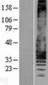 Leukotriene B4 Receptor / BLT1 Protein - Western validation with an anti-DDK antibody * L: Control HEK293 lysate R: Over-expression lysate
