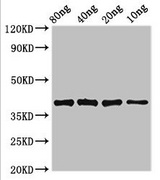 LexA Antibody - Western Blot Positive WB detected in Recombinant protein All lanes: lexA antibody at 3.4µg/ml Secondary Goat polyclonal to rabbit IgG at 1/50000 dilution predicted band size: 39 kDa observed band size: 39 kDa