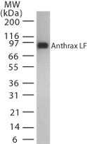 LF / Lethal Factor Antibody - Western blot of Anthrax LF in recombinant protein using antibody at 0.1 ug/ml.