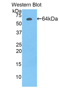 LF / LTF / Lactoferrin Antibody - Western blot of recombinant LF / LTF / Lactoferrin.  This image was taken for the unconjugated form of this product. Other forms have not been tested.