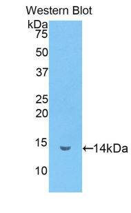 LF / LTF / Lactoferrin Antibody - Western blot of LF / LTF / Lactoferrin antibody.