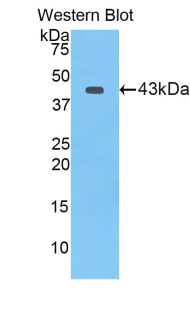 LF / LTF / Lactoferrin Antibody - Western blot of recombinant LF / LTF / Lactoferrin.  This image was taken for the unconjugated form of this product. Other forms have not been tested.