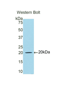 LF / LTF / Lactoferrin Antibody - Western blot of recombinant LF / LTF / Lactoferrin.  This image was taken for the unconjugated form of this product. Other forms have not been tested.