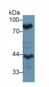 LF / LTF / Lactoferrin Antibody - Western Blot; Sample: Mouse Lung lysate; Primary Ab: 1µg/ml Rabbit Anti-Mouse LTF Antibody Second Ab: 0.2µg/mL HRP-Linked Caprine Anti-Rabbit IgG Polyclonal Antibody