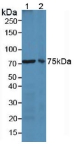 LF / LTF / Lactoferrin Antibody - Western Blot; Sample: Lane1: Mouse Lung Tissue; Lane2: Mouse Spleen Tissue.