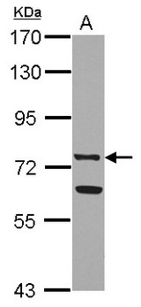 LF / LTF / Lactoferrin Antibody - Sample (30 ug of whole cell lysate) A: Raji 7.5% SDS PAGE LTF / Lactoferrin antibody diluted at 1:2000