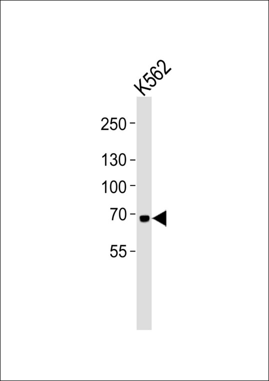 LF / LTF / Lactoferrin Antibody - Western blot of lysate from K562 cell line, using LTF Antibody. Antibody was diluted at 1:1000. A goat anti-mouse IgG H&L (HRP) at 1:3000 dilution was used as the secondary antibody. Lysate at 35ug.
