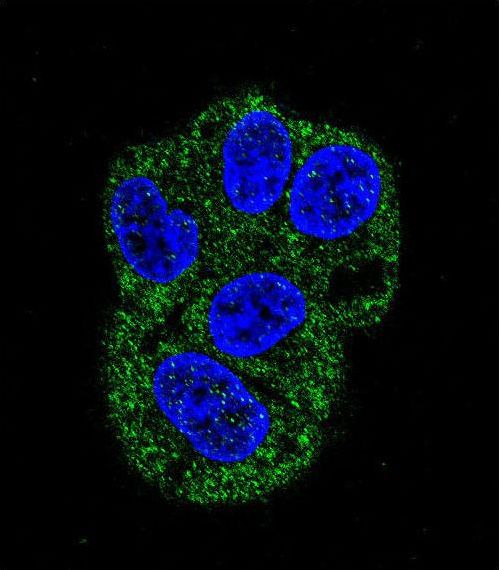 LF / LTF / Lactoferrin Antibody - Confocal immunofluorescence of LTF Antibody with HepG2 cell followed by Alexa Fluor 488-conjugated goat anti-mouse lgG (green). DAPI was used to stain the cell nuclear (blue).