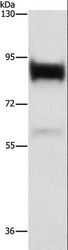 LF / LTF / Lactoferrin Antibody - Western blot analysis of Human prostate tissue, using LTF Polyclonal Antibody at dilution of 1:400.