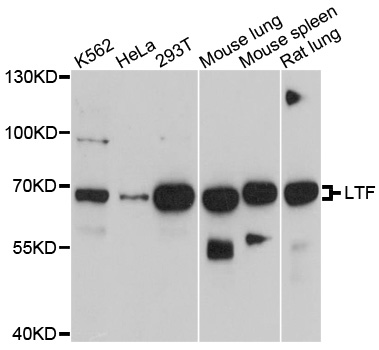 LF / LTF / Lactoferrin Antibody - Western blot analysis of extracts of various cell lines, using LTF antibody at 1:1000 dilution. The secondary antibody used was an HRP Goat Anti-Mouse IgG (H+L) at 1:10000 dilution. Lysates were loaded 25ug per lane and 3% nonfat dry milk in TBST was used for blocking. An ECL Kit was used for detection and the exposure time was 90s.