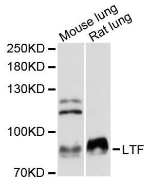 LF / LTF / Lactoferrin Antibody - Western blot analysis of extracts of various cell lines, using LTF antibody at 1:3000 dilution. The secondary antibody used was an HRP Goat Anti-Rabbit IgG (H+L) at 1:10000 dilution. Lysates were loaded 25ug per lane and 3% nonfat dry milk in TBST was used for blocking. An ECL Kit was used for detection and the exposure time was 60s.