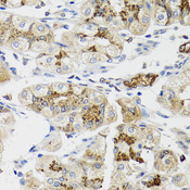 LFNG / Lunatic Fringe Antibody - Immunohistochemistry of paraffin-embedded human stomach tissue.