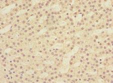 LFNG / Lunatic Fringe Antibody - Immunohistochemistry of paraffin-embedded human adrenal gland tissue at dilution 1:100
