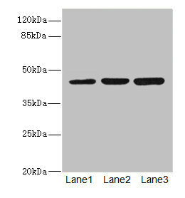 LFNG / Lunatic Fringe Antibody - Western blot All Lanes: LFNGantibody at 4.43ug/ml Lane 1 : Mouse spleen tissue Lane 2 : K562 whole cell lysate Lane 3 : HL60 whole cell lysate Secondary Goat polyclonal to Rabbit IgG at 1/10000 dilution Predicted band size: 42,29,40,36 kDa Observed band size: 42 kDa