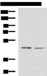 LFNG / Lunatic Fringe Antibody - Western blot analysis of K562 and HT-29 cell lysates  using LFNG Polyclonal Antibody at dilution of 1:900