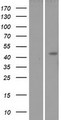 LFNG / Lunatic Fringe Protein - Western validation with an anti-DDK antibody * L: Control HEK293 lysate R: Over-expression lysate
