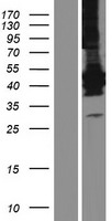 LFNG / Lunatic Fringe Protein - Western validation with an anti-DDK antibody * L: Control HEK293 lysate R: Over-expression lysate