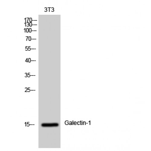 LGALS1 / Galectin 1 Antibody - Western blot of Galectin-1 antibody