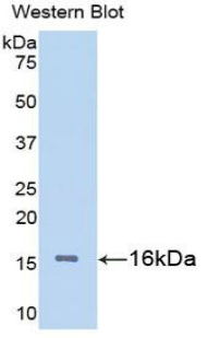 LGALS1 / Galectin 1 Antibody - Western blot of recombinant LGALS1 / Galectin 1.  This image was taken for the unconjugated form of this product. Other forms have not been tested.