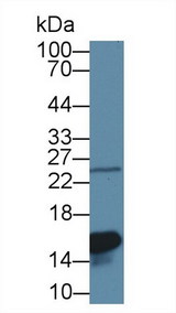LGALS1 / Galectin 1 Antibody - Western Blot; Sample: Rat Lung lysate; ;Primary Ab: 1µg/ml Rabbit Anti-Rat GAL1 Antibody;Second Ab: 0.2µg/mL HRP-Linked Caprine Anti-Rabbit IgG Polyclonal Antibody;