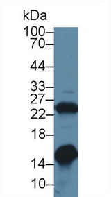 LGALS1 / Galectin 1 Antibody - Western Blot; Sample: Rat Heart lysate; ;Primary Ab: 1µg/ml Rabbit Anti-Rat GAL1 Antibody;Second Ab: 0.2µg/mL HRP-Linked Caprine Anti-Rabbit IgG Polyclonal Antibody;(Catalog: SAA544Rb19