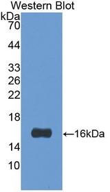 LGALS1 / Galectin 1 Antibody - Western Blot; Sample: Recombinant protein