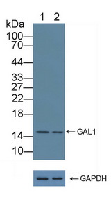 LGALS1 / Galectin 1 Antibody - Knockout Varification: Lane 1: Wild-type K562 cell lysate; Lane 2: GAL1 knockout K562 cell lysate; Predicted MW: 15kd Observed MW: 15kd Primary Ab: 1µg/ml Rabbit Anti-Human GAL1 Antibody Second Ab: 0.2µg/mL HRP-Linked Caprine Anti-Rabbit IgG Polyclonal Antibody