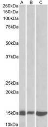 LGALS1 / Galectin 1 Antibody - Goat Anti-galectin-1 (mouse) Antibody (0.1µg/ml) staining of Mouse (A) and Rat (B) Pancreas lysates and NIH3T3 (C) lysate (35µg protein in RIPA buffer). Primary incubation was 1 hour. Detected by chemiluminescencence.