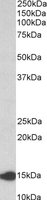 LGALS1 / Galectin 1 Antibody - LGALS1 antibody (0.1 ug/ml) staining of Rat Pancreas lysate (35 ug protein/ml in RIPA buffer). Primary incubation was 1 hour. Detected by chemiluminescence.