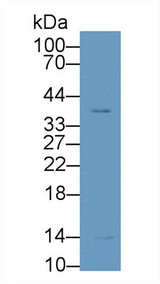 LGALS1 / Galectin 1 Antibody - Western Blot; Sample: Porcine Lung lysate; ;Primary Ab: 1µg/ml Rabbit Anti-Porcine GAL1 Antibody;Second Ab: 0.2µg/mL HRP-Linked Caprine Anti-Rabbit IgG Polyclonal Antibody;(Catalog: SAA544Rb19