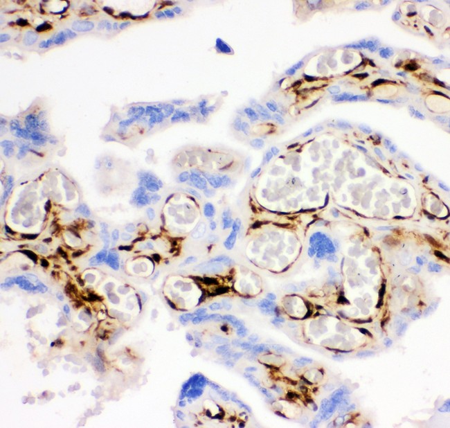 LGALS1 / Galectin 1 Antibody - Galectin1 antibody IHC-paraffin: Human Placenta Tissue.
