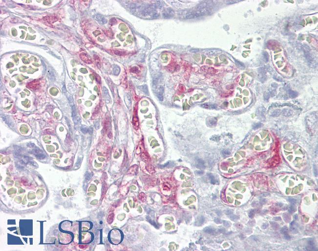 LGALS1 / Galectin 1 Antibody - Anti-LGALS1 / Galectin 1 antibody IHC of human placenta. Immunohistochemistry of formalin-fixed, paraffin-embedded tissue after heat-induced antigen retrieval. Antibody concentration 5 ug/ml.  This image was taken for the unconjugated form of this product. Other forms have not been tested.