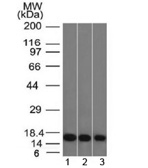 LGALS1 / Galectin 1 Antibody - Western blot testing of human 1) HeLa, 2) K562 and 3) HEK293 cell lysate with Galectin 1 antibody (clone GAL1/1831). Expected molecular weight ~14 kDa.