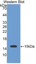 LGALS1 / Galectin 1 Antibody - Western Blot; Sample: Recombinant GAL1, Bovine.