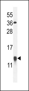 LGALS1 / Galectin 1 Antibody - GLT Antibody western blot of U251 cell line lysates (35 ug/lane). The GLT antibody detected the GLT protein (arrow).